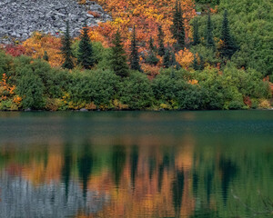 autumn in the forest