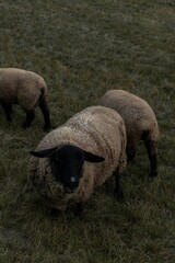 Obraz premium Vertical shot of the fluffy Suffolk sheep grazing in the green field