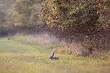 Obraz na płótnie Canvas Majestic Hare in the Field