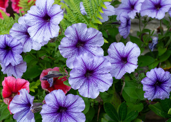 Pink petunias in bloom