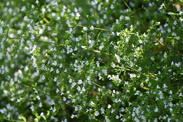 Calamintha nepeta ( Lesser calamint ) flowers. Lamiaceae evergreen perennial herb. Small white...