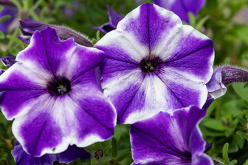 Pink and white petunias in bloom - obrazy, fototapety, plakaty