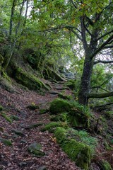 Obraz premium Vertical shot of a narrow trail in a forest covered in greenery and dried leaves in autumn