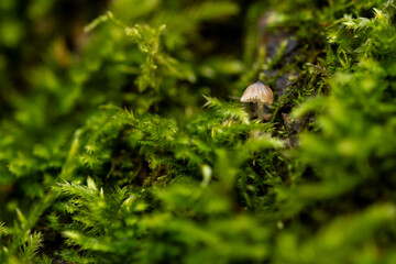 miniaturowe grzyby w lesie mech zielony sciolka