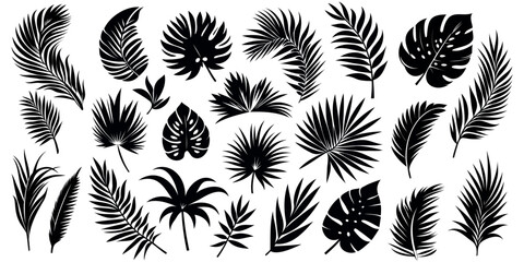 Palm tropical leaves, black silhouette on a transparent background, vector set