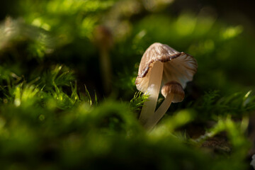 miniaturowe grzyby w lesie sciolka mech
