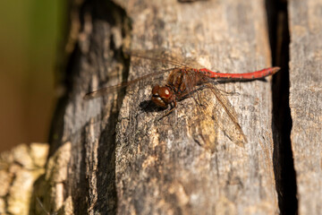 ważka owad czerwona skrzydła na drzewie szablak pozny