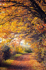 Krajobraz jesienny w lesie, aleja jesienna