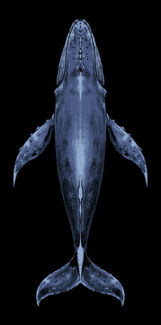 top view blue whale illustration vector