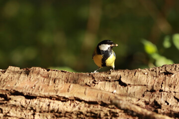 great spotted woodpecker