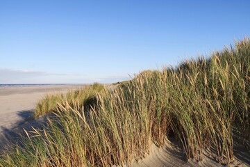 Strandgras wächst in den Dünen am Strand der Nordseeinsel Schiermonnikoog.