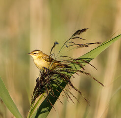 golden weaver bird