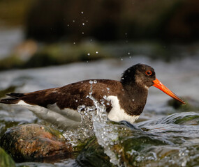 atlantic puffin or common puffin