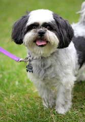 Adorable shih tzu in a meadow
