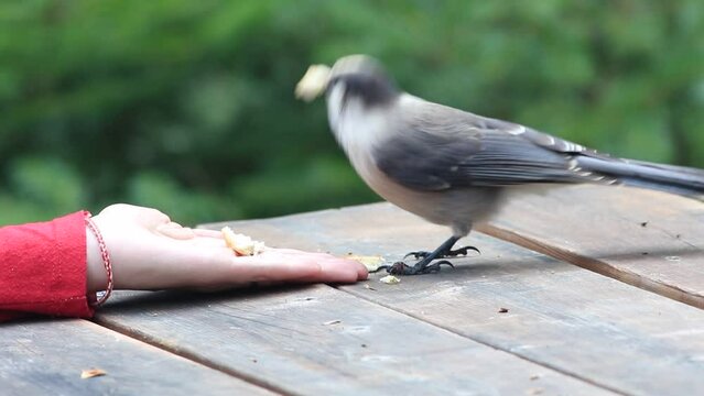 Nourrir un m&eacute;sangeai du Canada	
