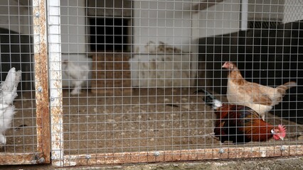 Cock with chicken in a cage. Chicken coop with a rooster and chicken in a cage. Growing chickens. Farm with chickens. © Ruslan