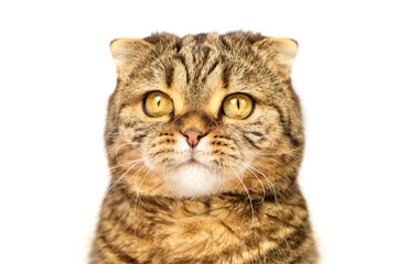 Interested look of a cat close-up isolated on a white background.