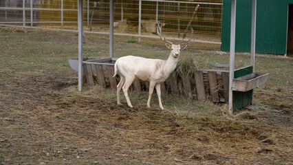 Obraz na płótnie Canvas Domestic deer graze on a farm. White reindeer of Santa Claus. White beautiful deer on the farm.