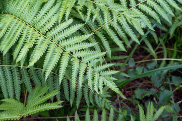 A close up of a Diamondleaf fern Lophosoria quadripinnata with lots of leaves