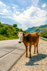 Blind red-haired cow with a white head on a road in the mountains in summer. Lonely horned animal in the sun. Blue sky and asphalt road.