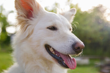 dog's face against the background
