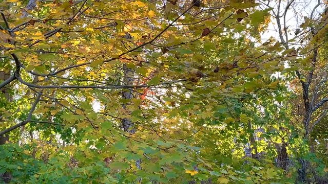 Autumn Color Leaves Blow in the Breeze on Trees at Chatham, Cape Cod in New England