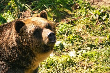 Hokkaido, Japan - October 12, 2023: Closeup of Higuma or Brown bear
