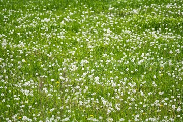Hokkaido, Japan - June 8, 2023: Dandelion in grass farm in Hokkaido, Japan

