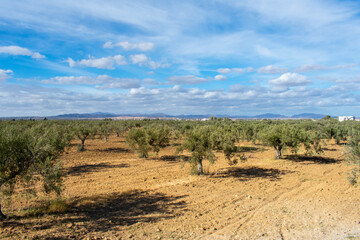 Fototapeta na wymiar Olive trees in Tunisia, Sousse 