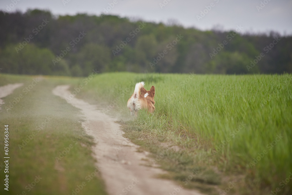 Wall mural Adorable Happy Welsh Corgi Pembroke dog playing with puller in the spring field