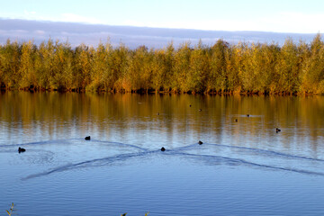 Blishhens make tracks in the lake  on a lovely morning