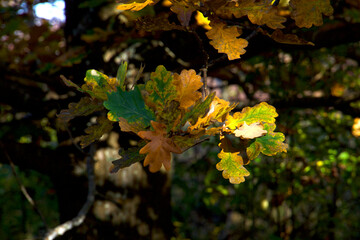 Color mix of autumn leaves in the sunshine