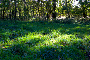 Grass in spotlight in the forest floor