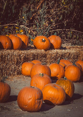 Orange pumpkins on hay bales and ground