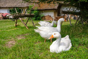 White geese rest on fresh grass, in front of a traditional dwelling on a Danish farm. © Road Red Runner