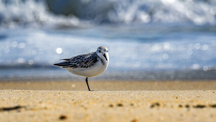 A lone Sanderling on the beach at Assateague Island in MD. Bird on bach with waves frothing behind it.