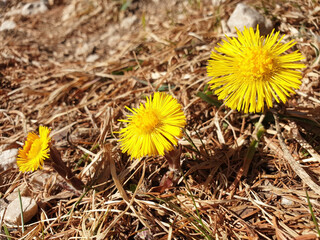 Bush of yellow tussilago farfara flowers bloom in dry grass.