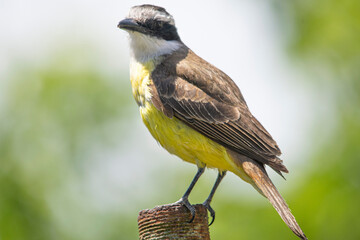 Yellow bird perched on a metal bar
