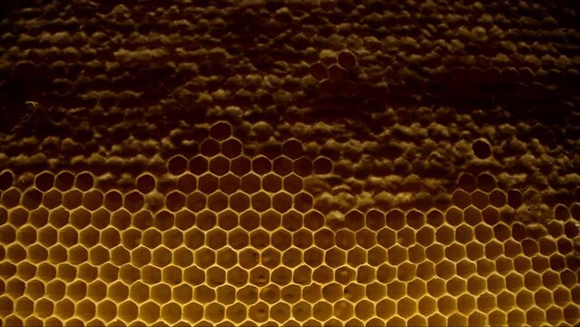 Honeycombs slider macro footage inside bees hive. Yellow wax honey cells, pollen