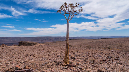Quiver tree at Fish River Canyon Nature Park, Namibia