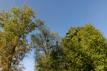 linden tree in the autumn season with foliage changing color