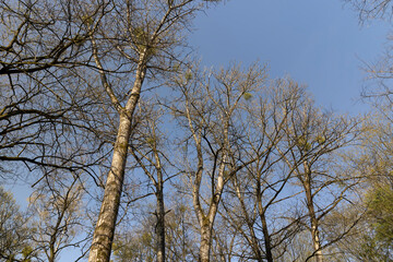 deciduous trees in the forest in the spring season