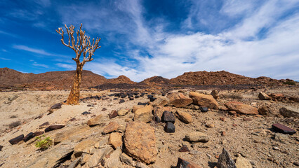 Quiver tree prospering in a desertic environment in South Namibia