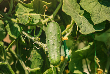 A green cucumber grows. Cucumber plant with flowers and ripe fruits on a sunny day.