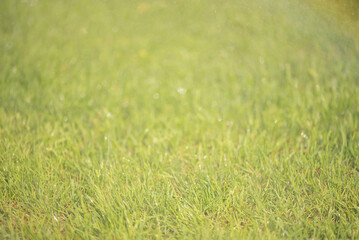Lawn grass with water drops. Fine focus part on grass and blurred main part. Natural background.