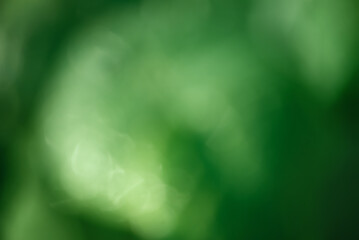 Defocus light green natural. Abstract green background with blurred greenery, bokeh.
