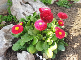 A bush of red bellis perennis or marguerite blooms in a flower bed among the stones. © Tanya