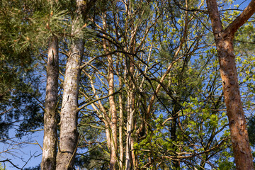 pine trees view from bottom to top in spring