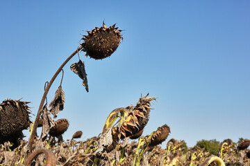 Ripe sunflowers grow in the field