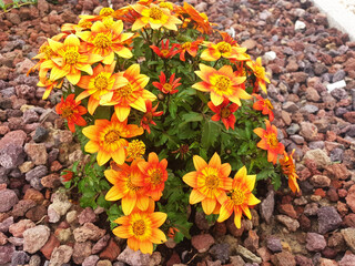A bush of orange and yellow bidens flowers grows among decorative stones.